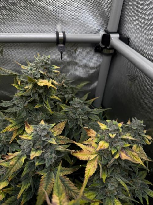 One order of Chicken n' Wafflez plz.... Week 13