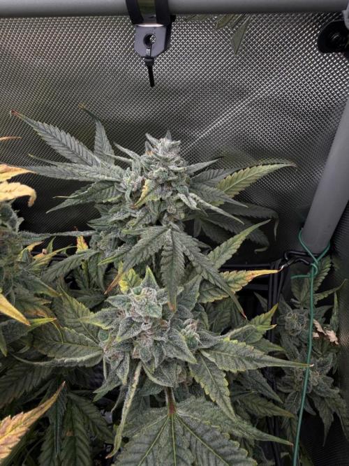 One order of Chicken n' Wafflez plz.... Week 13