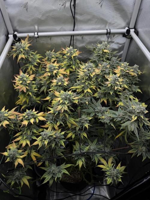 One order of Chicken n' Wafflez plz.... Week 13