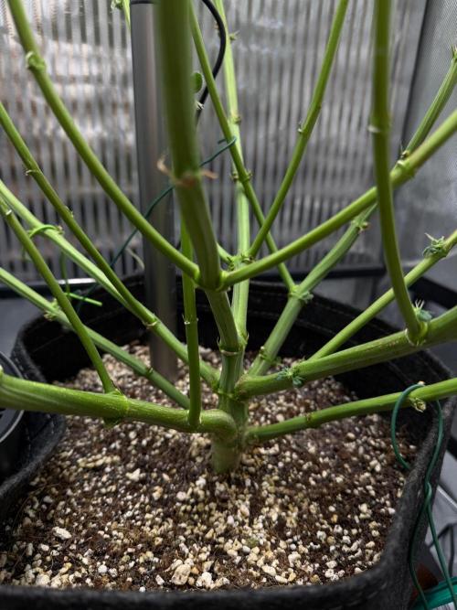 One order of Chicken n' Wafflez plz.... Week 13