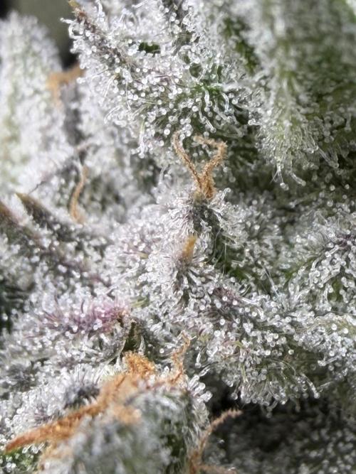 One order of Chicken n' Wafflez plz.... Week 14