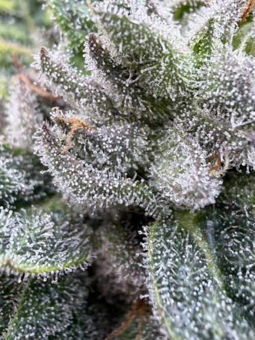 One order of Chicken n' Wafflez plz.... Week 14