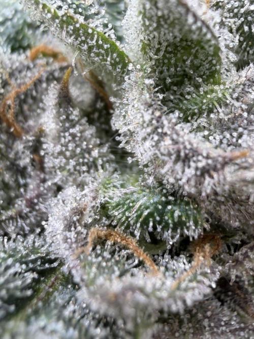 One order of Chicken n' Wafflez plz.... Week 14