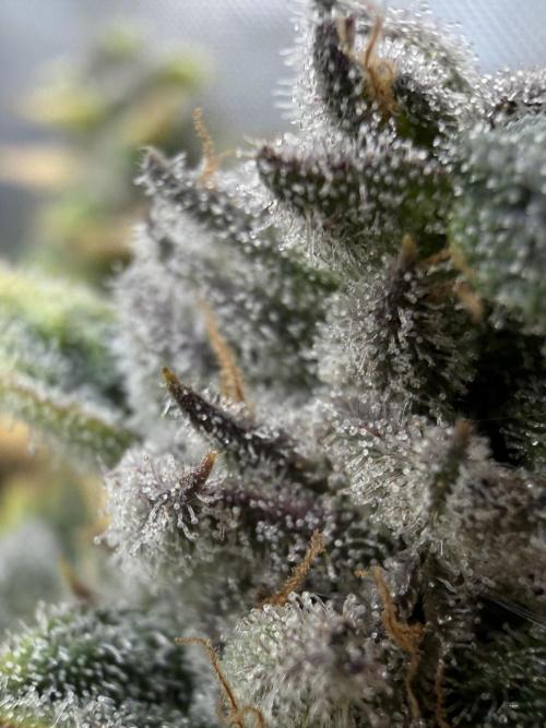 One order of Chicken n' Wafflez plz.... Week 14