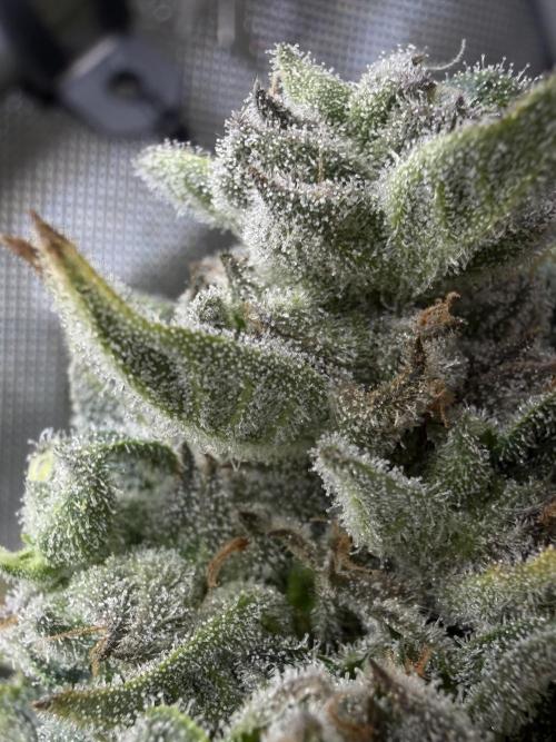 One order of Chicken n' Wafflez plz.... Week 14