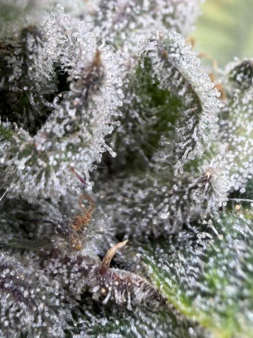 One order of Chicken n' Wafflez plz.... Week 14