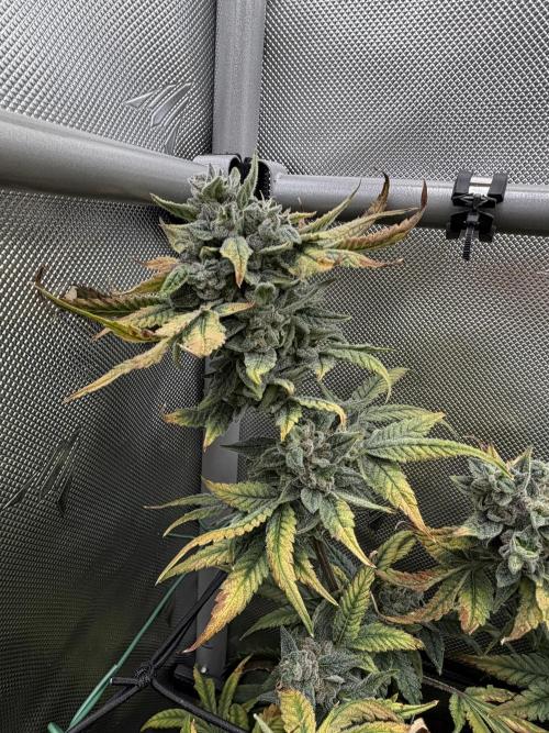 One order of Chicken n' Wafflez plz.... Week 14