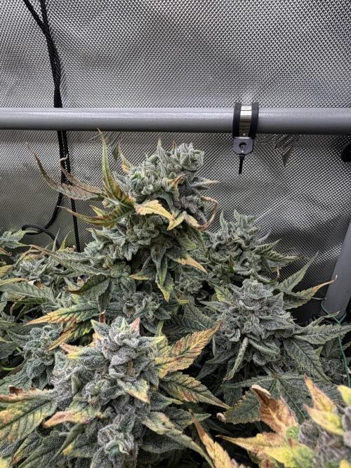 One order of Chicken n' Wafflez plz.... Week 14