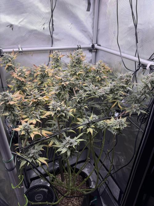 One order of Chicken n' Wafflez plz.... Week 14