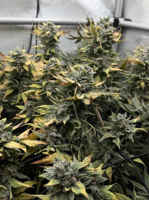 One order of Chicken n' Wafflez plz.... Week 14