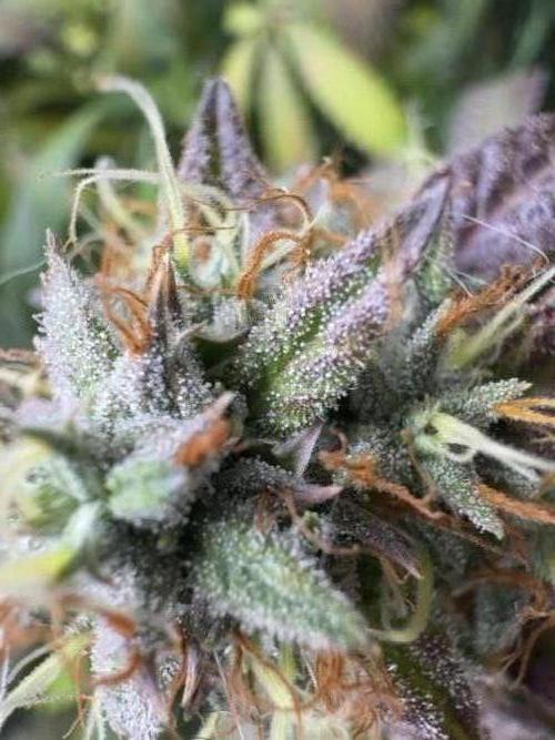 Mimosa Monster Cropping SCROG