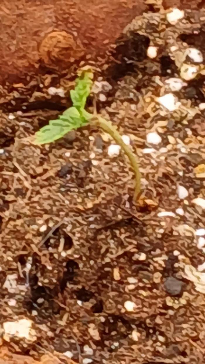Mimosa Monster Cropping SCROG. Week 0