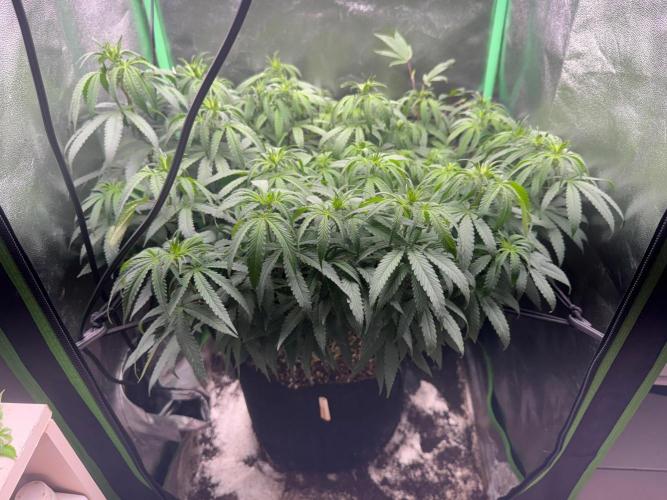 Mimosa Monster Cropping SCROG. Week 15