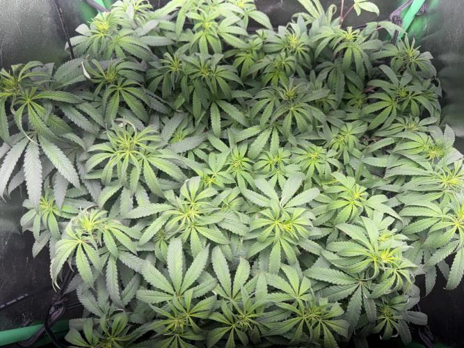 Mimosa Monster Cropping SCROG. Week 15