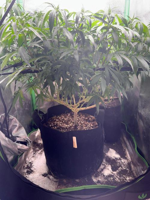 Mimosa Monster Cropping SCROG. Week 15
