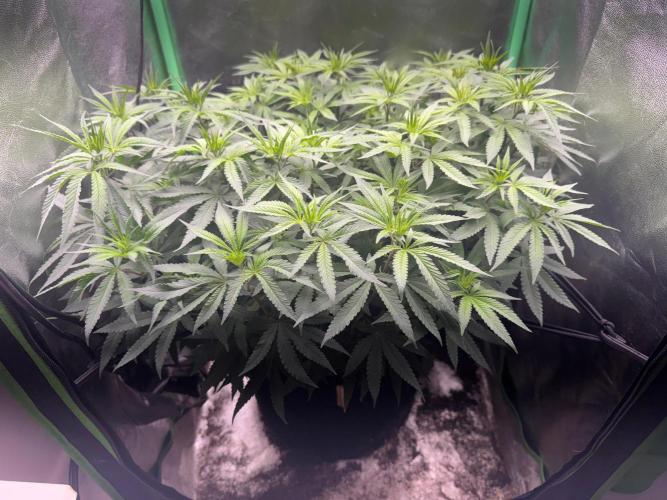 Mimosa Monster Cropping SCROG. Week 14
