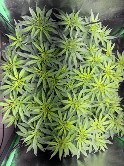 Mimosa Monster Cropping SCROG. Week 14