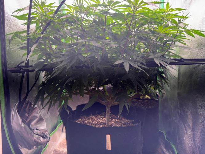 Mimosa Monster Cropping SCROG. Week 14