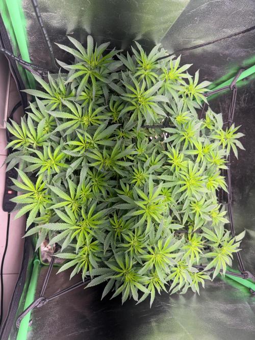 Mimosa Monster Cropping SCROG. Week 13