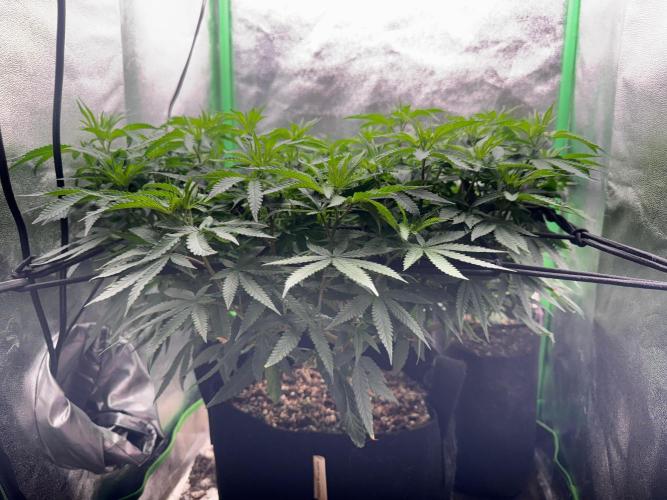 Mimosa Monster Cropping SCROG. Week 13