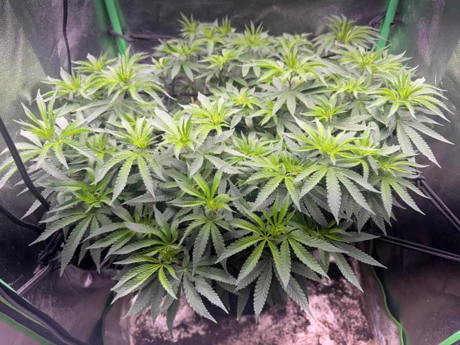 Mimosa Monster Cropping SCROG. Week 13