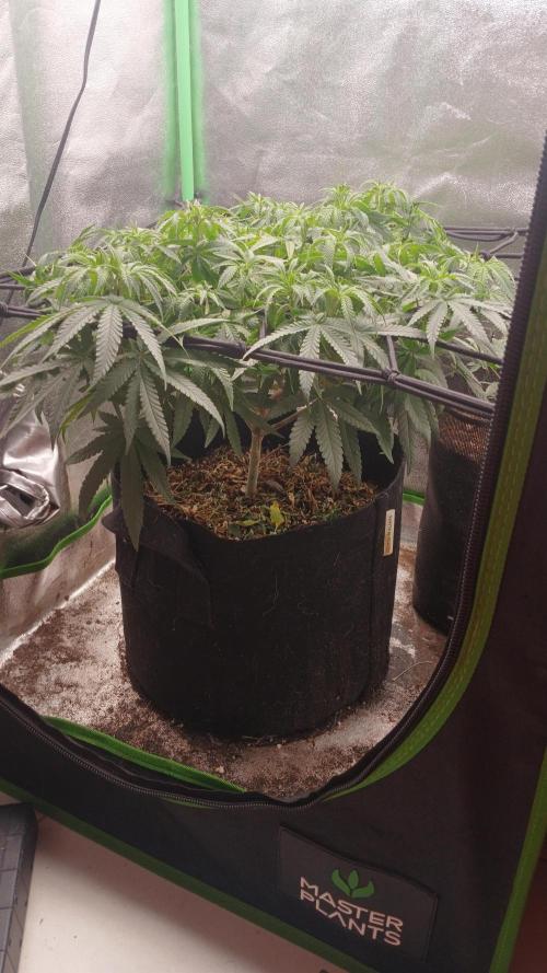 Mimosa Monster Cropping SCROG. Week 12