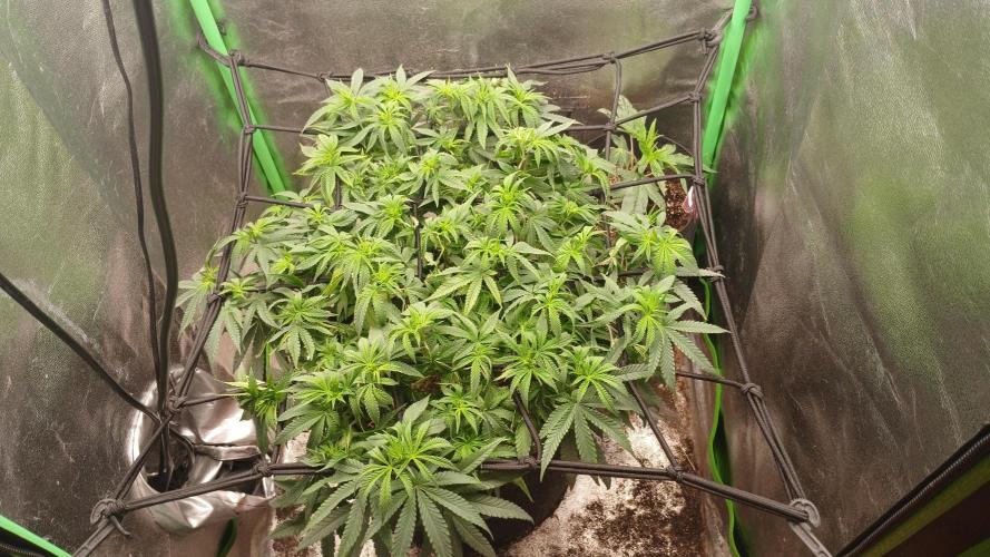 Mimosa Monster Cropping SCROG. Week 12