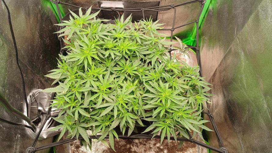 Mimosa Monster Cropping SCROG. Week 11