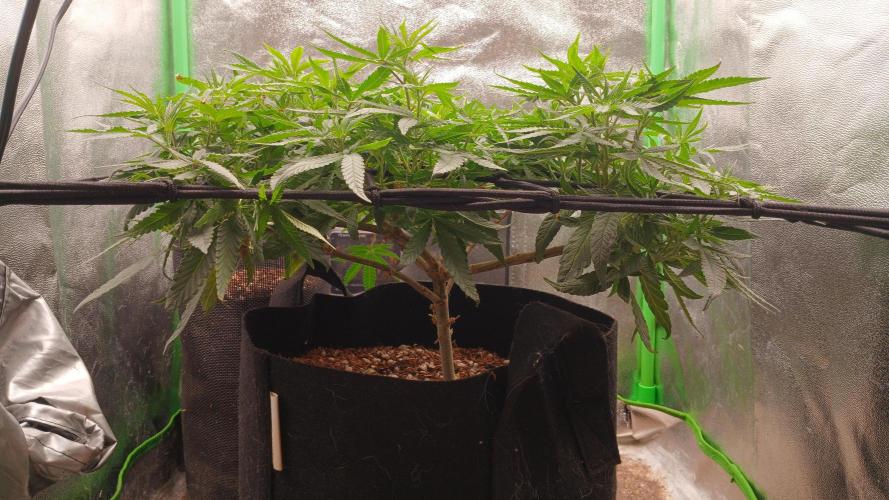 Mimosa Monster Cropping SCROG. Week 11