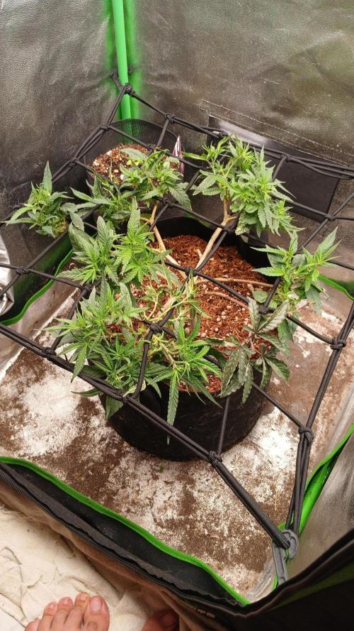 Mimosa Monster Cropping SCROG. Week 10