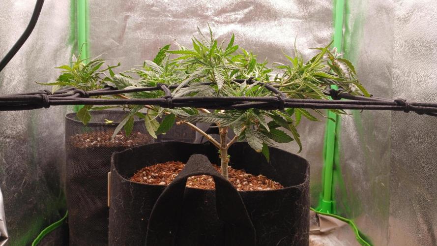 Mimosa Monster Cropping SCROG. Week 10