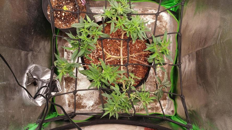Mimosa Monster Cropping SCROG. Week 10