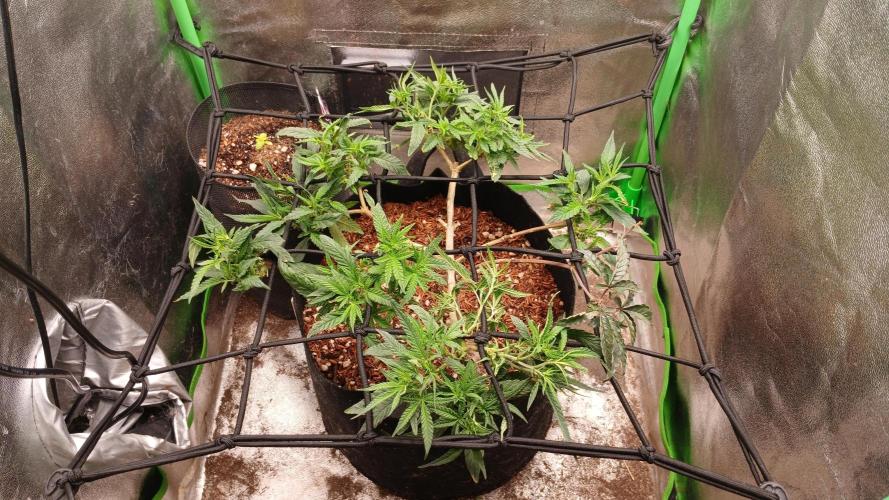 Mimosa Monster Cropping SCROG. Week 10