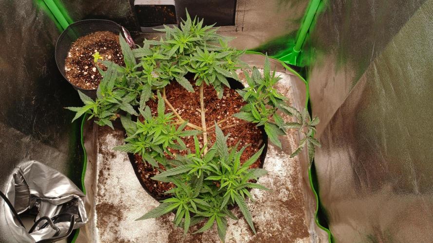 Mimosa Monster Cropping SCROG. Week 10