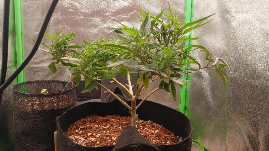 Mimosa Monster Cropping SCROG. Week 10