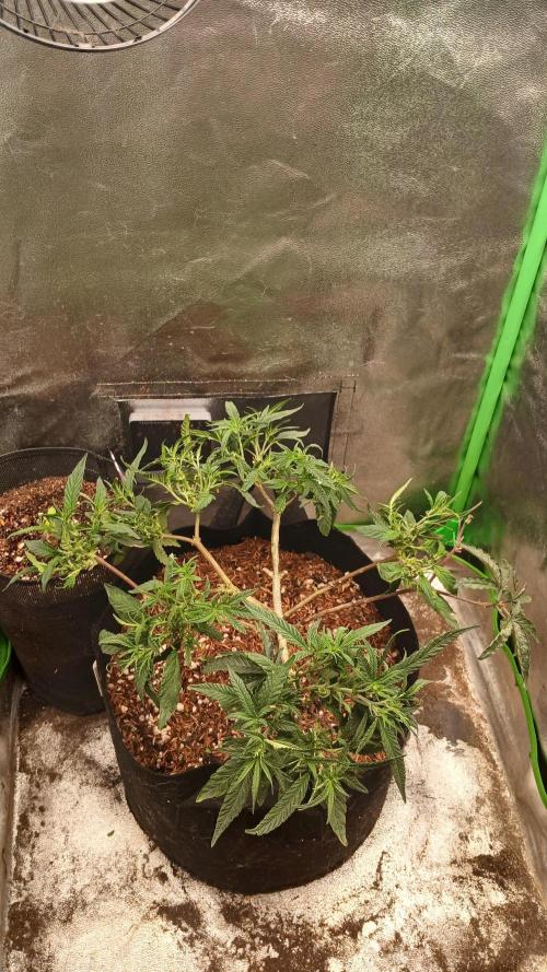 Mimosa Monster Cropping SCROG. Week 9