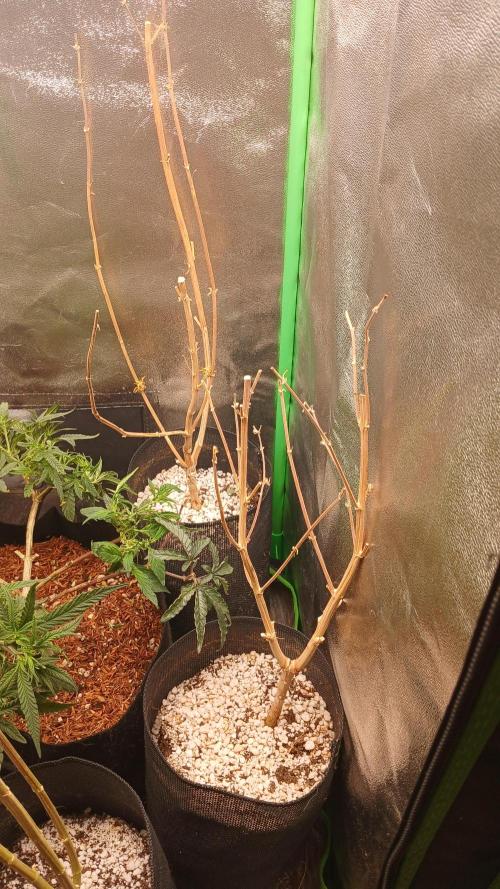 Mimosa Monster Cropping SCROG. Week 9