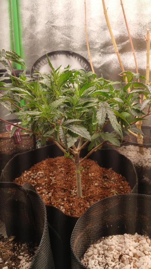Mimosa Monster Cropping SCROG. Week 8