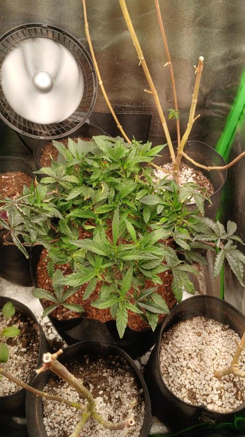Mimosa Monster Cropping SCROG. Week 8