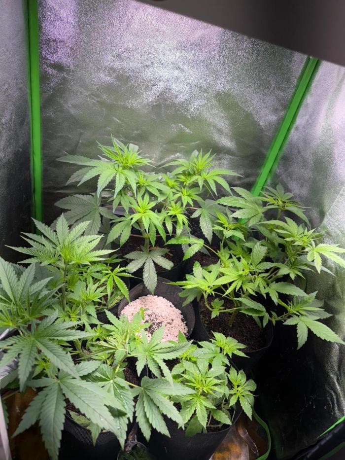 Mimosa Monster Cropping SCROG. Week 1