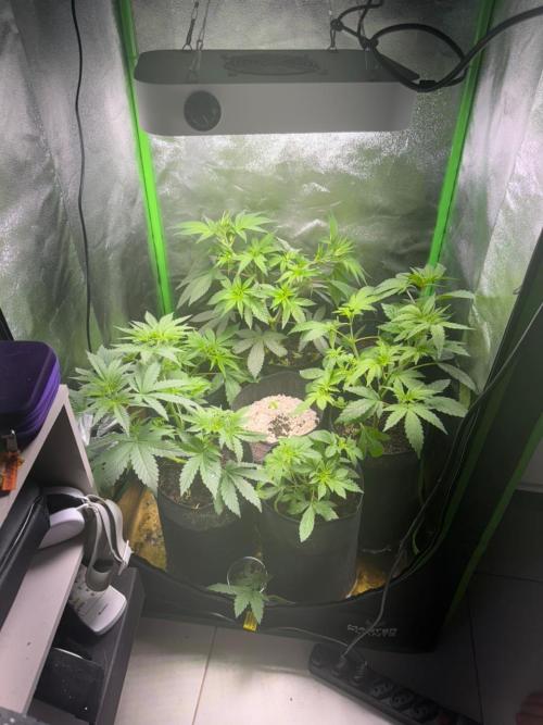 Mimosa . Week 1