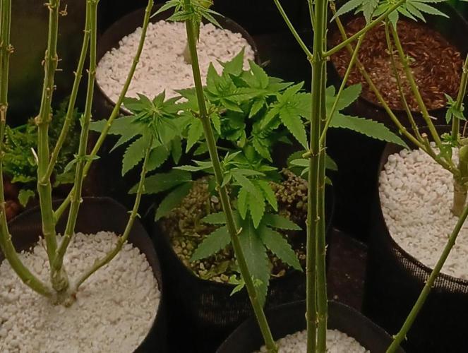 Mimosa . Week 3