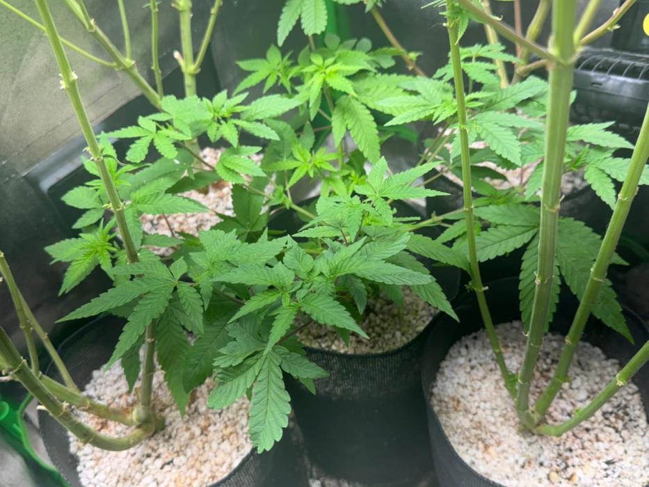 Mimosa Monster Cropping SCROG. Week 5