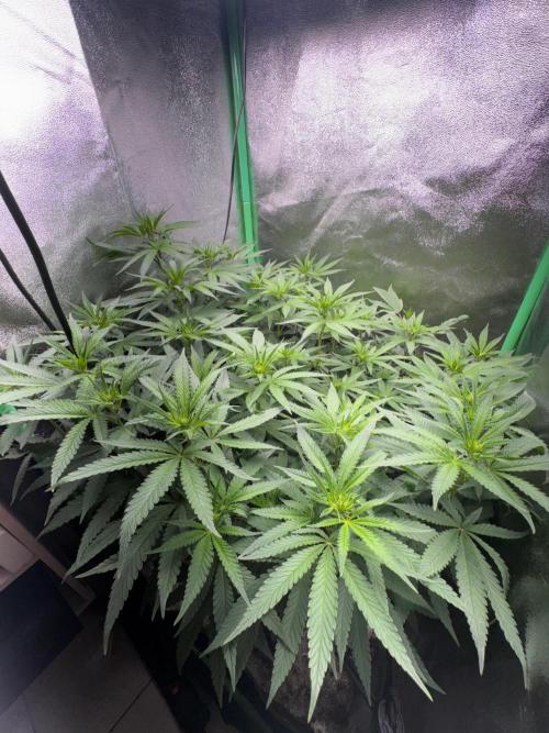 Mimosa Monster Cropping SCROG. Week 16