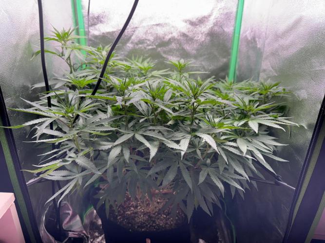 Mimosa Monster Cropping SCROG. Week 16