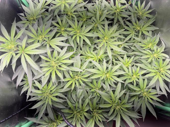 Mimosa Monster Cropping SCROG. Week 16