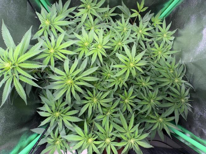 Mimosa Monster Cropping SCROG. Week 17