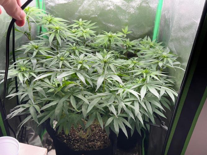 Mimosa Monster Cropping SCROG. Week 17