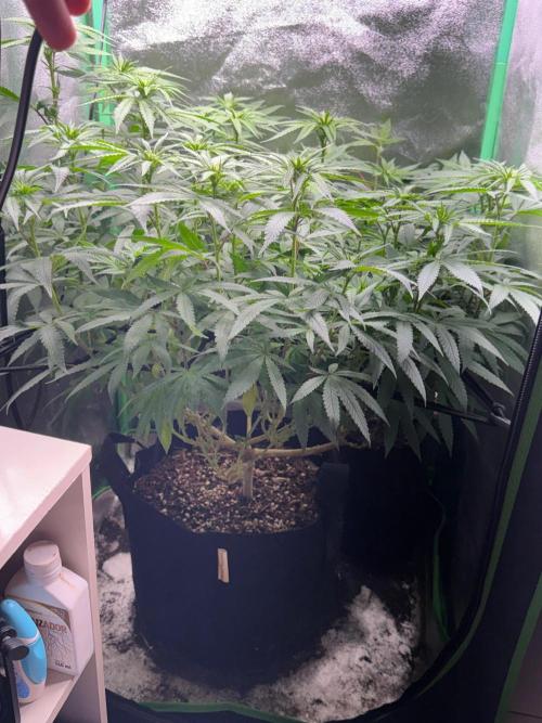 Mimosa Monster Cropping SCROG. Week 17