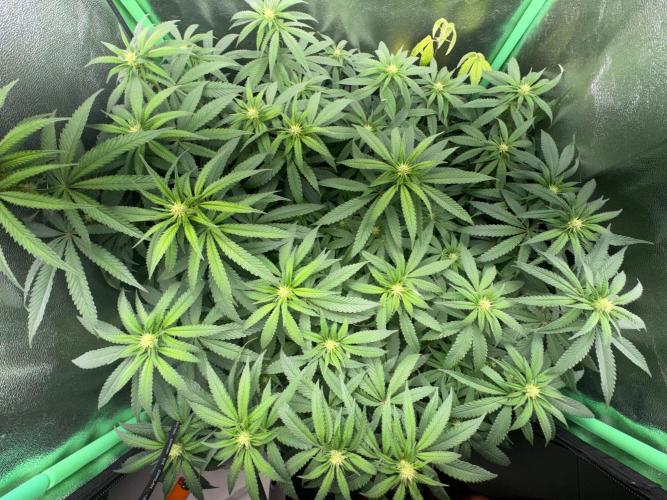 Mimosa Monster Cropping SCROG. Week 18
